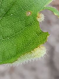 Close-up of insect on leaf