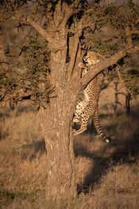 Young cheetah on tree trunk