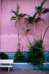 Plants against wall in backyard