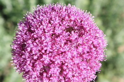 Close-up of pink flower