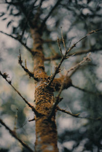 Close-up of dead plant