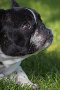 A cute black and white french bulldog dog head portrait with cute expression in the wrinkled face. 