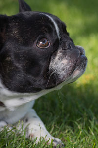 Close-up of dog looking away