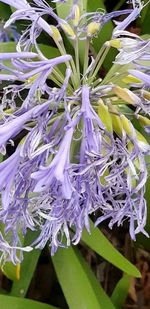 Close-up of purple flowering plant