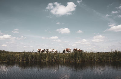 Horses in a farm