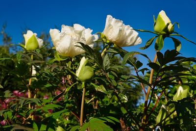 Close-up of white flowering plants against sky