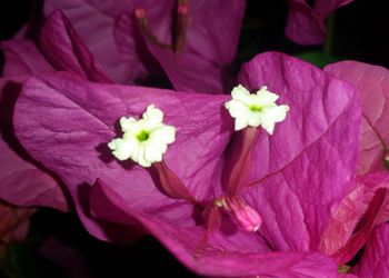 Close-up of pink flowers