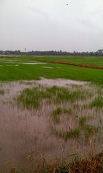 Scenic view of rice field against sky