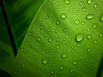 Close-up of water drops on leaf