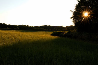 Scenic view of field against clear sky