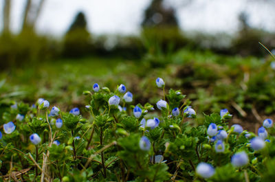 Close-up of white flowers growing in field