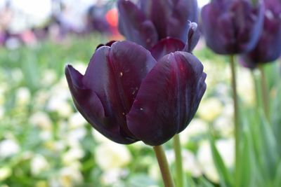 Close-up of purple flowers