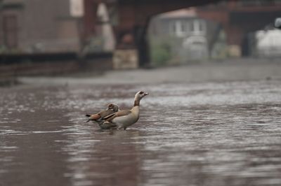 Duck swimming in lake