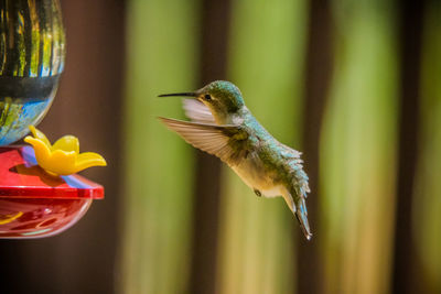 Close-up of bird flying