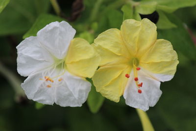 Close-up of white flower