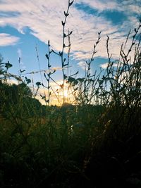 Close-up of plants on field against sky