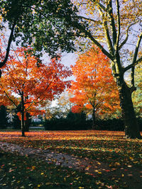 Autumn trees in park