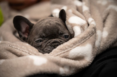 Close-up of a dog