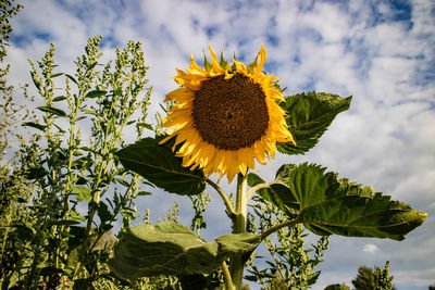 Low angle view of sunflower blooming against sky