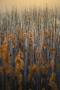 Plants growing on field by lake against sky during sunset