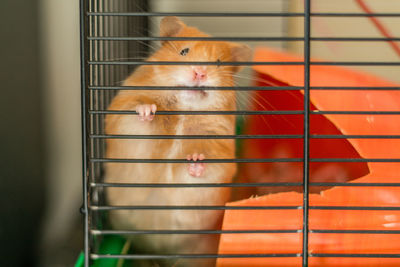 Portrait of sheep in cage