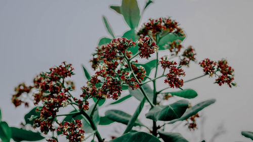 Close-up of flowering plant