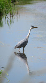 High angle view of gray heron on lake