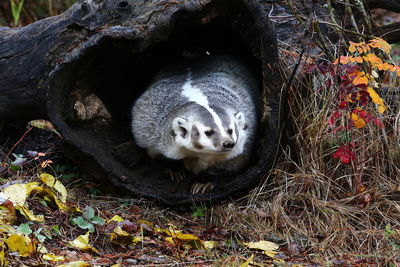 Raccoon in fallen tree trunk on field