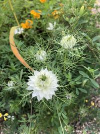 Close-up of white flowering plants