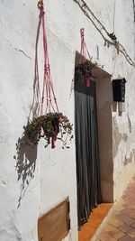 Potted plant on wall of building