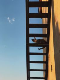 Low angle view of cat perching against sky