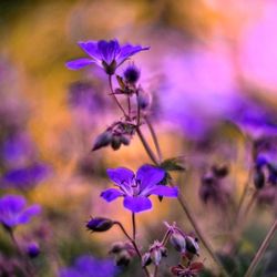 Close-up of purple flowers blooming outdoors