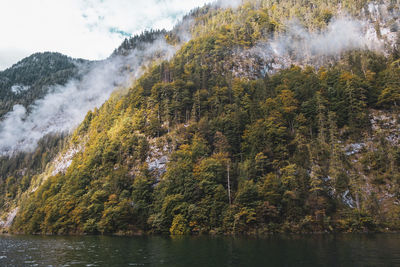 Scenic view of river in forest against sky