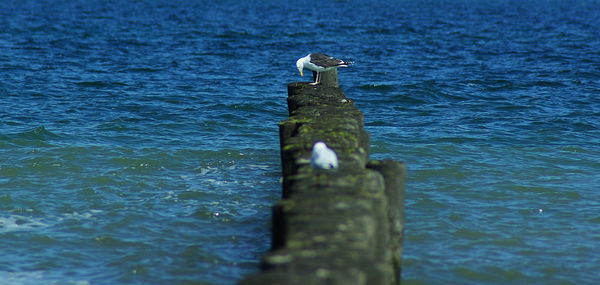 Close-up of bird perching on water