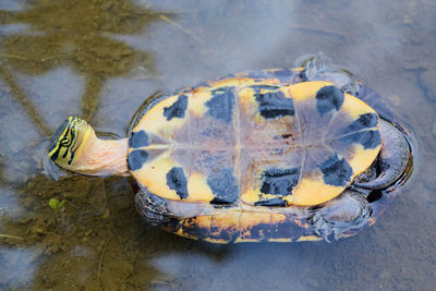 High angle view of turtle in water