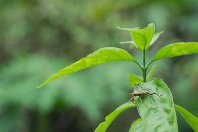 Close-up of insect on leaf
