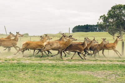 Herd of deer running on land against sky