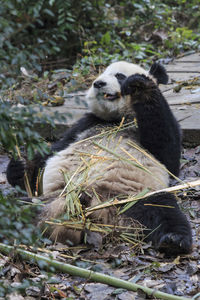 Close up of a giant panda ailuropoda melanoleuca in chengdu - sichuan, china