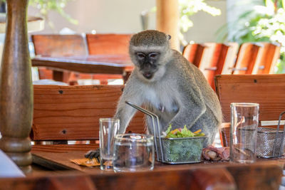 Portrait of monkey sitting on table