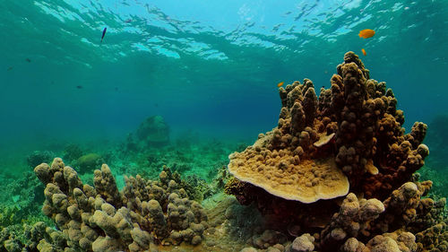 Tropical fishes on coral reef, underwater scene. philippines.