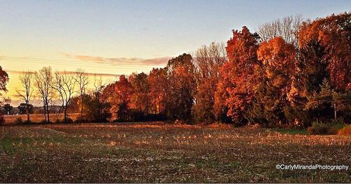 Trees against sky during sunset