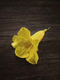 High angle view of yellow flower on table