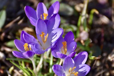 flowering plant