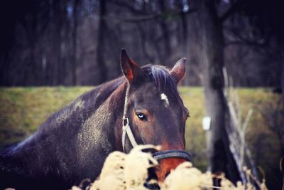 Close-up of horse on field