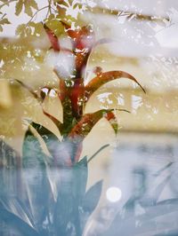 Close-up of glass of water