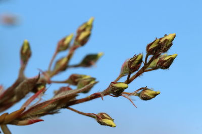 Low angle view of plant against clear blue sky