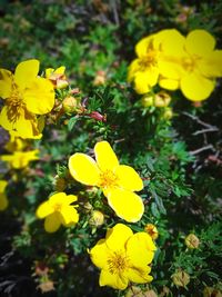 Close-up of yellow flowering plant