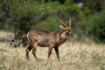 Deer standing on field