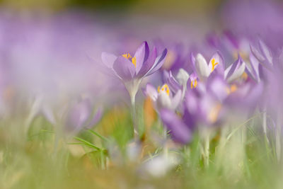 Close-up of purple crocus flowers on field