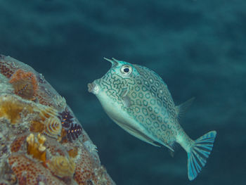 Acanthostracion polygonius, the honeycomb cowfish